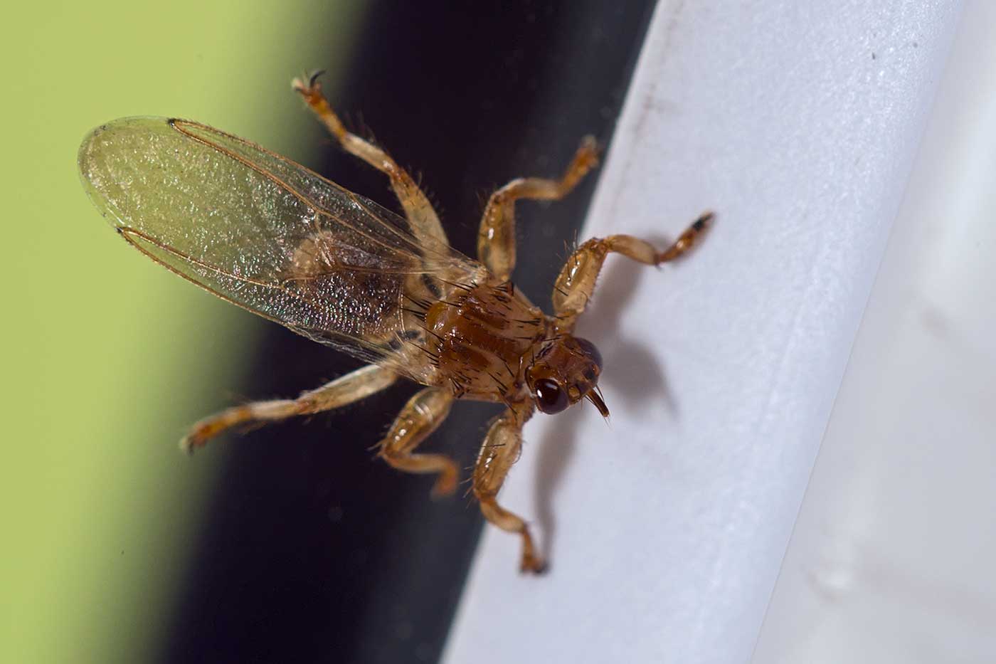  1. Semester Zoologie Diptera Repetico
