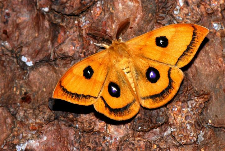 1. Semester Zoologie Lepidoptera Repetico