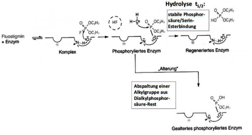 Fluostigmin, Parathion Paraoxon, Dichlorvos, Sarin, Som... Pharmako