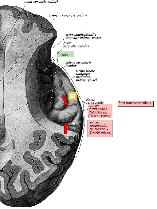 Lobi - Sulci (laterale/ mediale Ansicht) | Neuroanatomie 01 | Repetico