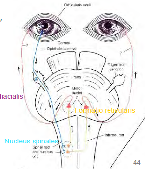 lidschlussreflex experiment