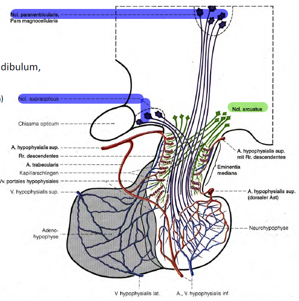 Parvozelluläres System Neuroanatomie 01 Repetico