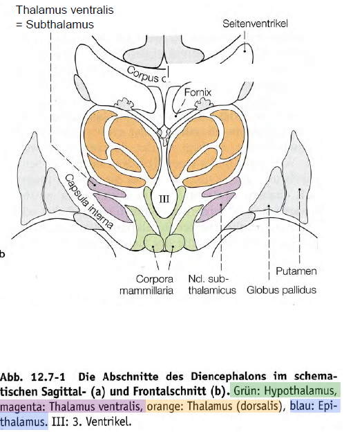 Wie Entsteht Eine Diphallie Mann Mit Zwei Penissen Sex Mit ber 1000 wie-entsteht-eine-diphallie-mann-mit-zwei-penissen-sex-mit-ber-1000