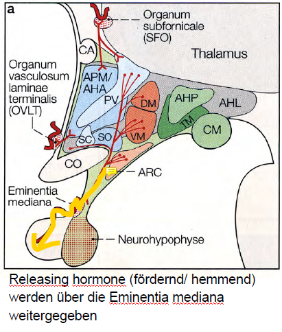 Parvozelluläres System | Neuroanatomie 01 | Repetico