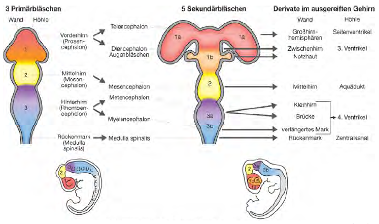 Embryogenese: 4. Regionalisierung | Neuroanatomie 01 | Repetico