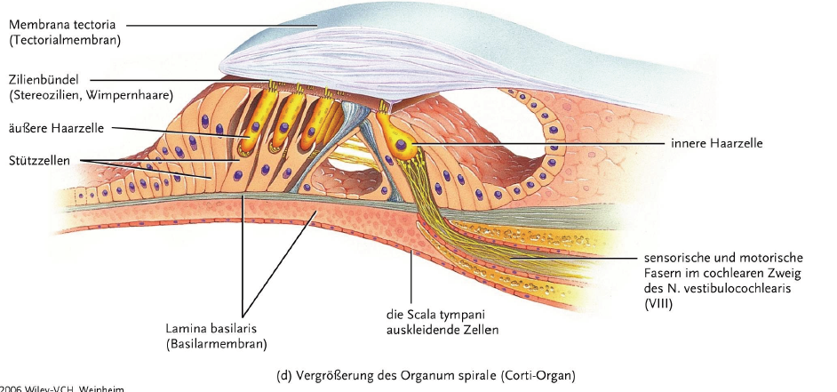 Кортиев орган строение. Кортиев орган в улитке. Орган слуха Кортиев орган гистология. Кортиев орган клетки.