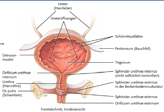 Ableitende Harnwegelange Durchmesser Aufbau Harnblase 09 Niere Und Harnwege Repetico