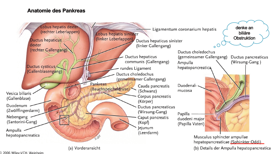 Ooobauchspeicheldruse Anatomie 04 Muskulatur Repetico