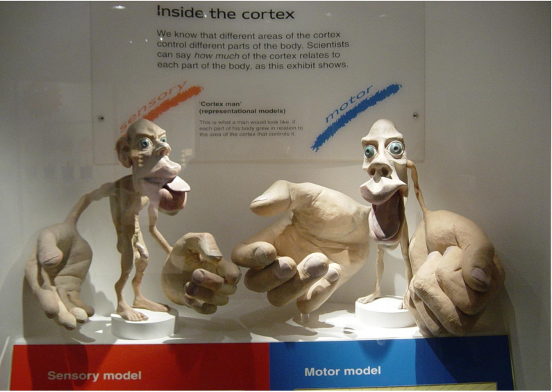 Der Homunkulus | Kognition | Repetico