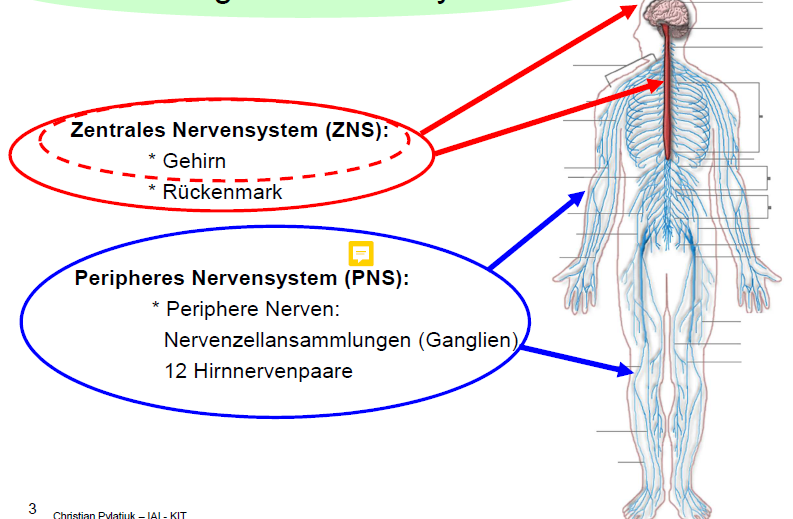 In was lässt sich das Nervensystem unterteilen? | Grundlagen der Medizin für Ingenieure | Repetico