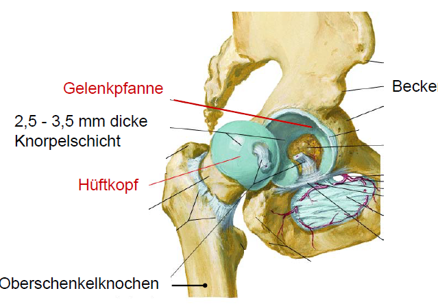 Aufbau Hüftgelenk: | Grundlagen der Medizin für Ingenieure | Repetico