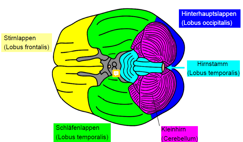 Wie Ist Das Gehirn Aufgebaut Wie ist das menschliche Gehirn aufgebaut?Oberansicht, ka