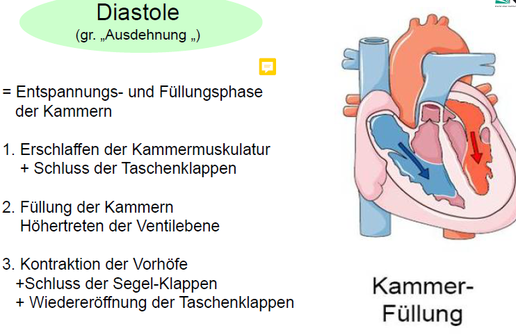 Was wird unter Diastole (bezogen auf die Kammern) gemein