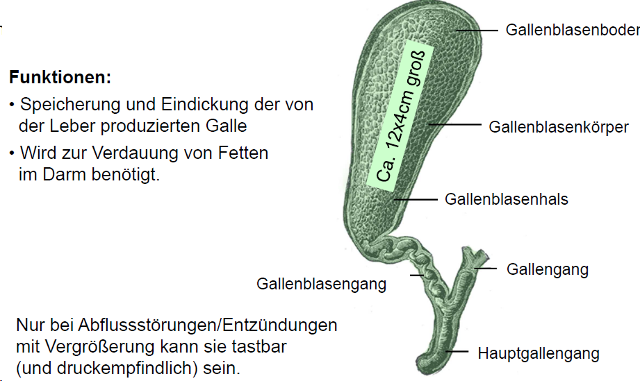 Welche Funktion Hat Die Gallenblase www.repetico.de