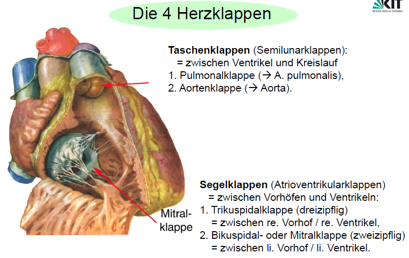 Wie ist das Herz aufgebaut? Grundlagen der Medizin für Ingenieure