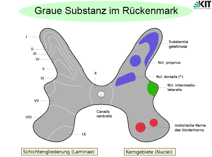 Weiße und Graue Substanz im Rückenmark: Wozu dienen si... | Grundlagen ...