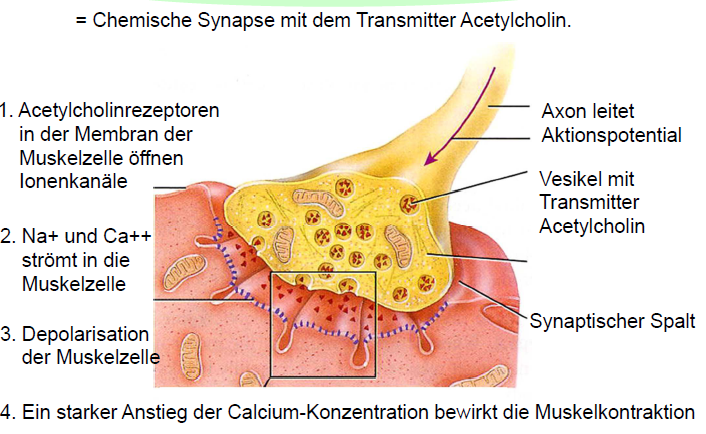 Was Ist Eine Motorische Einheit Was ist die motorische einheit und was die neuromuskulä... | Grundlagen