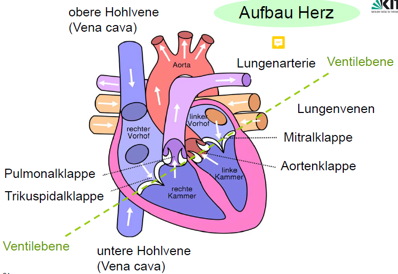 Wie ist das Herz aufgebaut? | Grundlagen der Medizin für Ingenieure ...