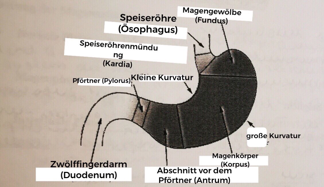 Abschnitte des Magens | Verdauungstrakt | Repetico