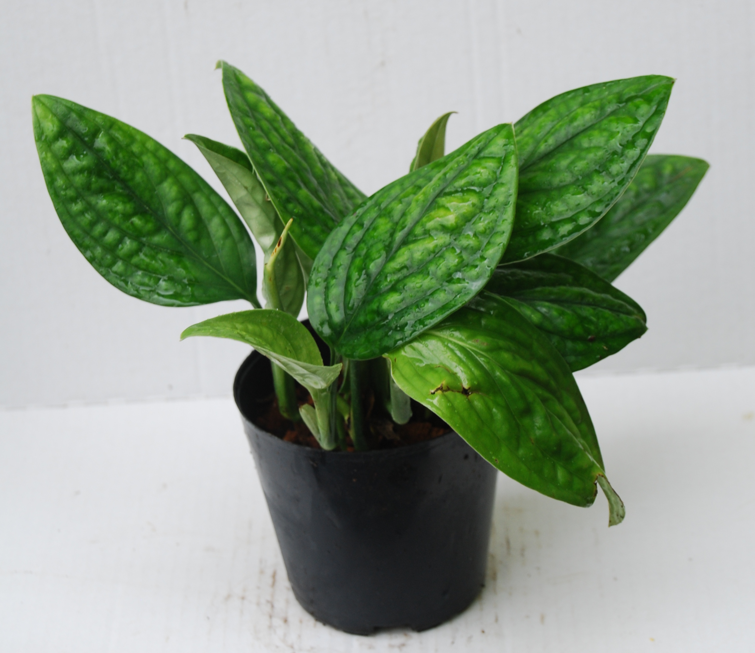 Epipremnum pinnatum | Zierpflanzen | Repetico