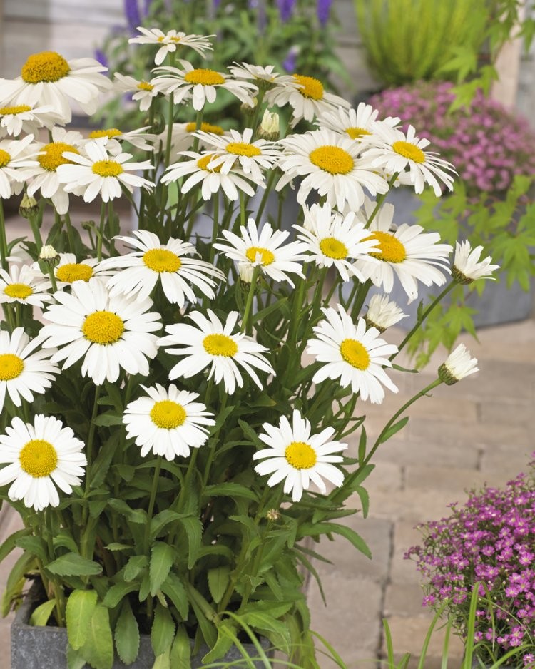Leucanthemum x superbum Zierpflanzen Repetico