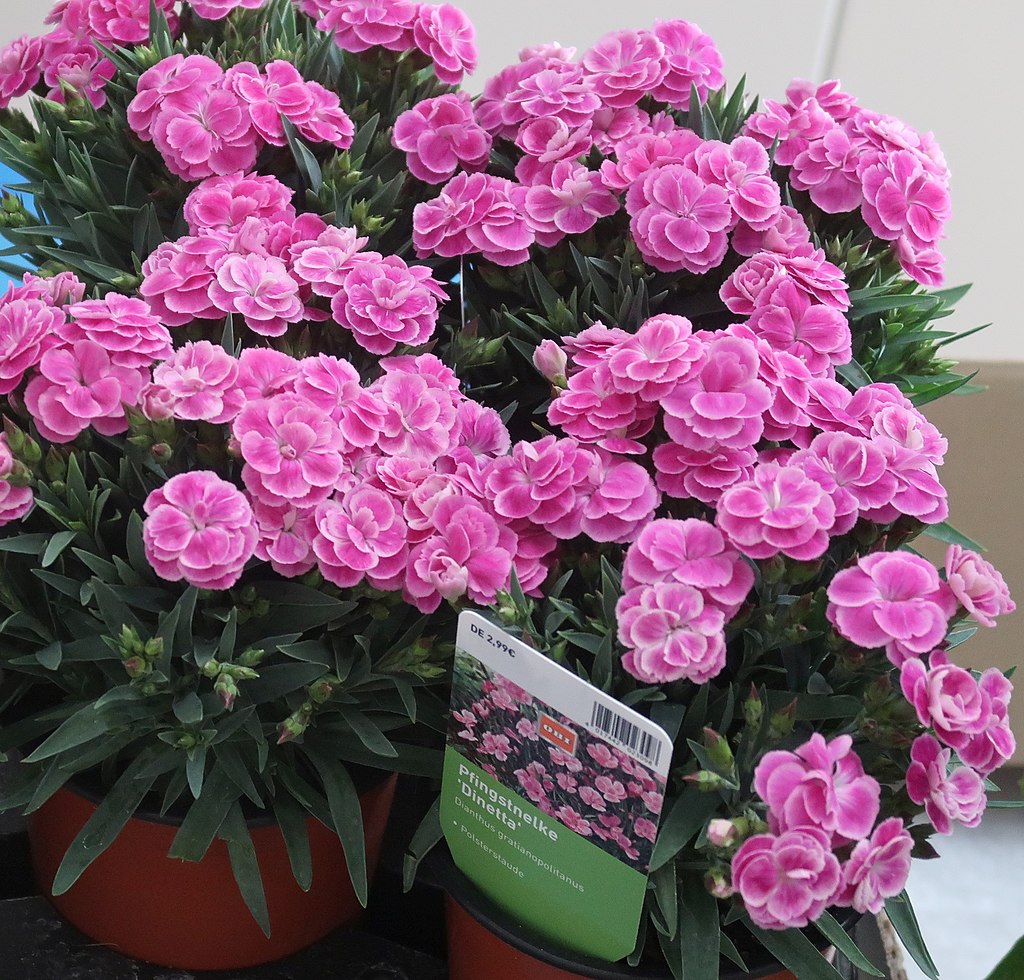 Dianthus caryophyllus undDianthus gratianopolitanus Zierpflanzen