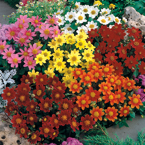 Dahlia Cultivars Zierpflanzen Repetico