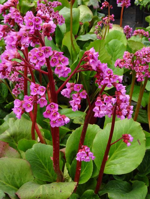 Bergenia Cordifolia Zierpflanzen Repetico