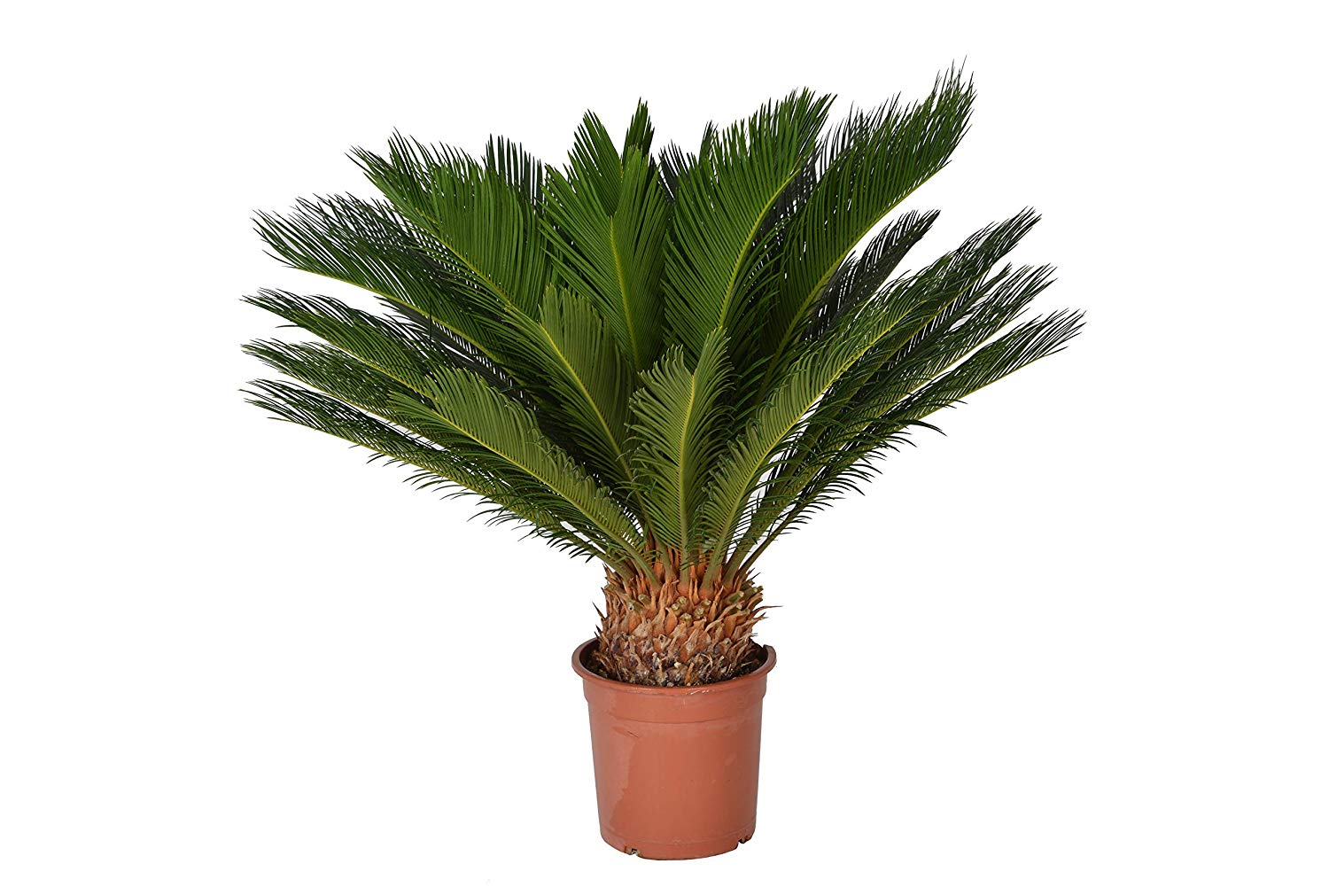 Cycas revoluta Zierpflanzen Repetico