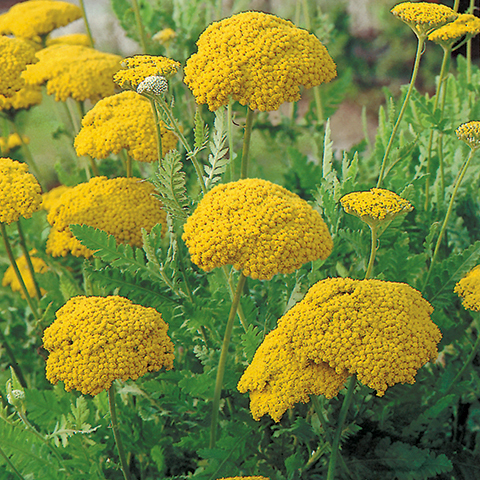 Achillea filipendulinaundAchillea ptarmica Zierpflanzen Repetico