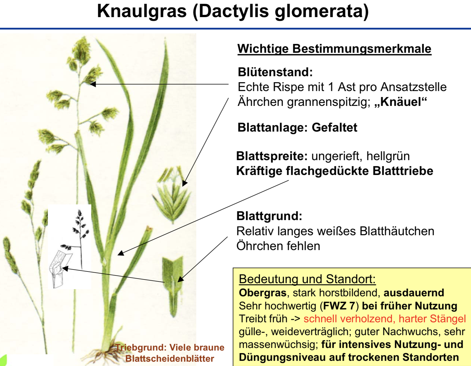 Knaulgras | Grünland und Futterbau | Repetico