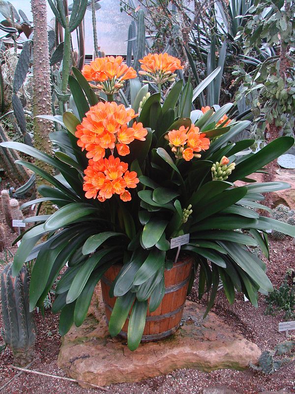 Clivia miniata Zierpflanzen Repetico