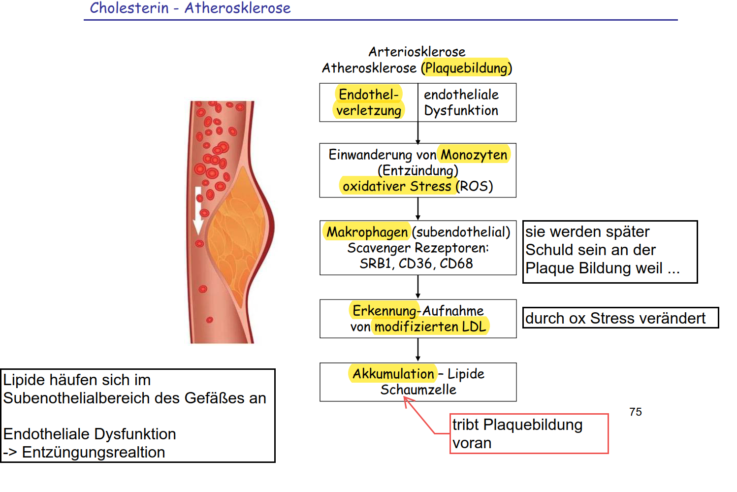 Wie Kommt Es Zu Arteriosklerose? | Biochemie TB5 144-157 | Repetico