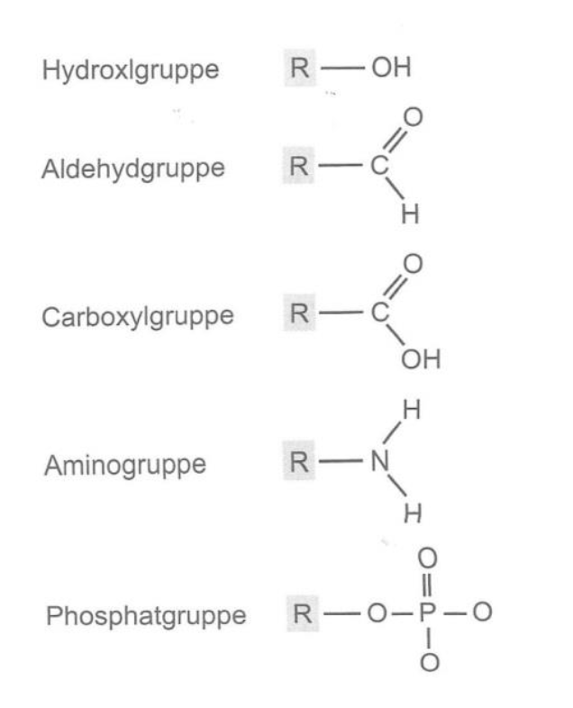 Funktionelle Gruppen Bio Repetico