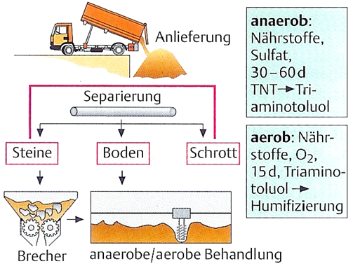Erklären sie die biotechnologische Sanierung von TNT ve