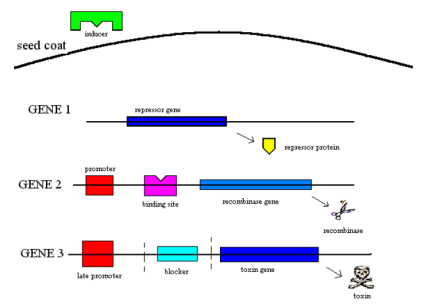 Terminator Biochem Was versteht man unter der Terminator-Technologie und wozu