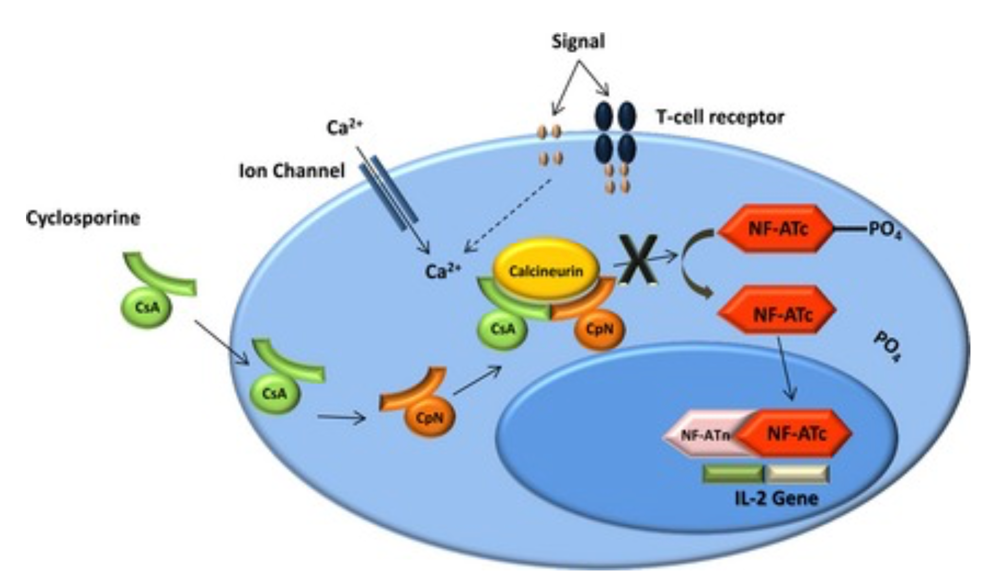 Wie ist Ciclosporin aufgebaut, welchen Wirkmechanismus h