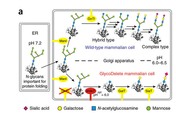Beschreiben Sie die GlyoDelete Strategie für Säugetier