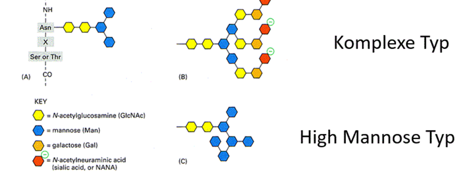 Wie wurde P. pastoris verändert, damit die Glykosylieru