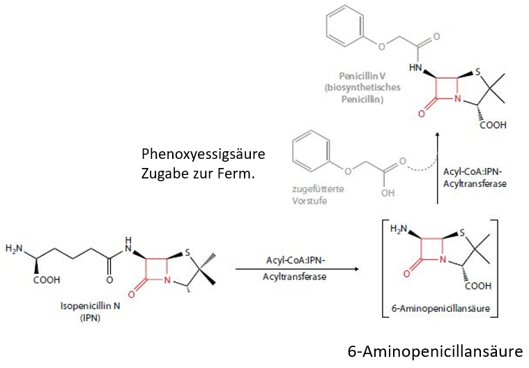 Skizzieren Sie die 6Aminopenecillansäure und Penicilli