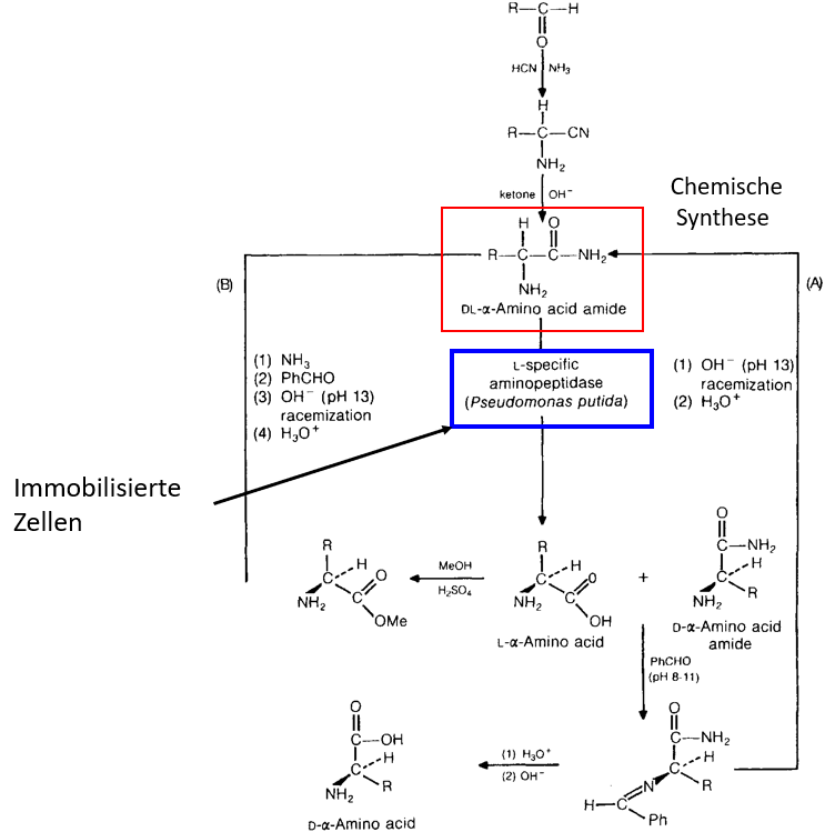 Beschreiben sie den Amidase Prozess? Nennen sie 2 Altern
