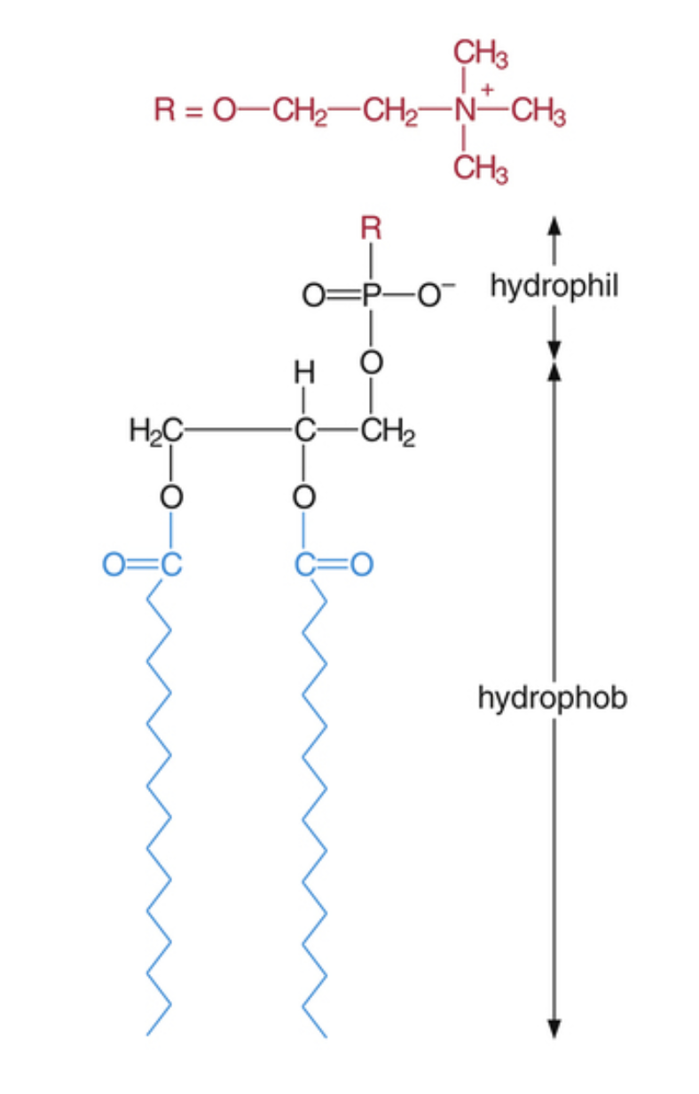 3.4.2.2 Phospholipidewichtigster VertreterVorkommen im... Chemie für