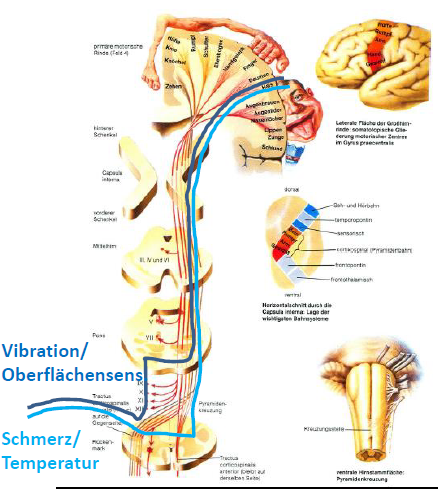 Motorische / Sensible Bahnen | Neurologische Erkrankungen | Repetico