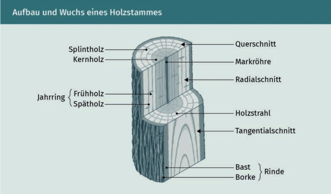 Holz Und Holzwerkstoffe Arbeitsblatt Lösung www.repetico.de