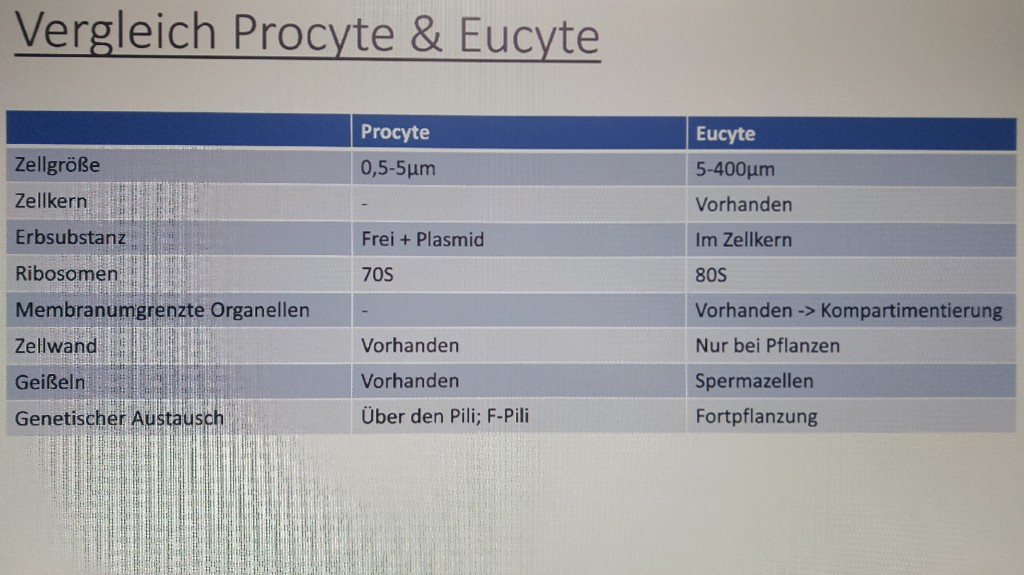 Vergleich Procyte Und Eucyte | Biologie | Repetico