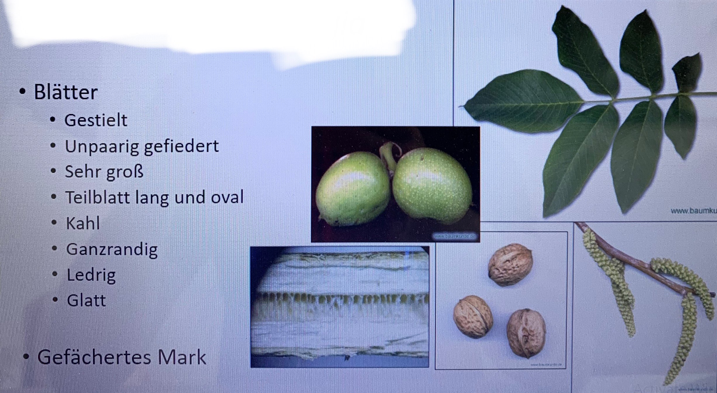  Botanik II Laubgehölze 1/2 Repetico