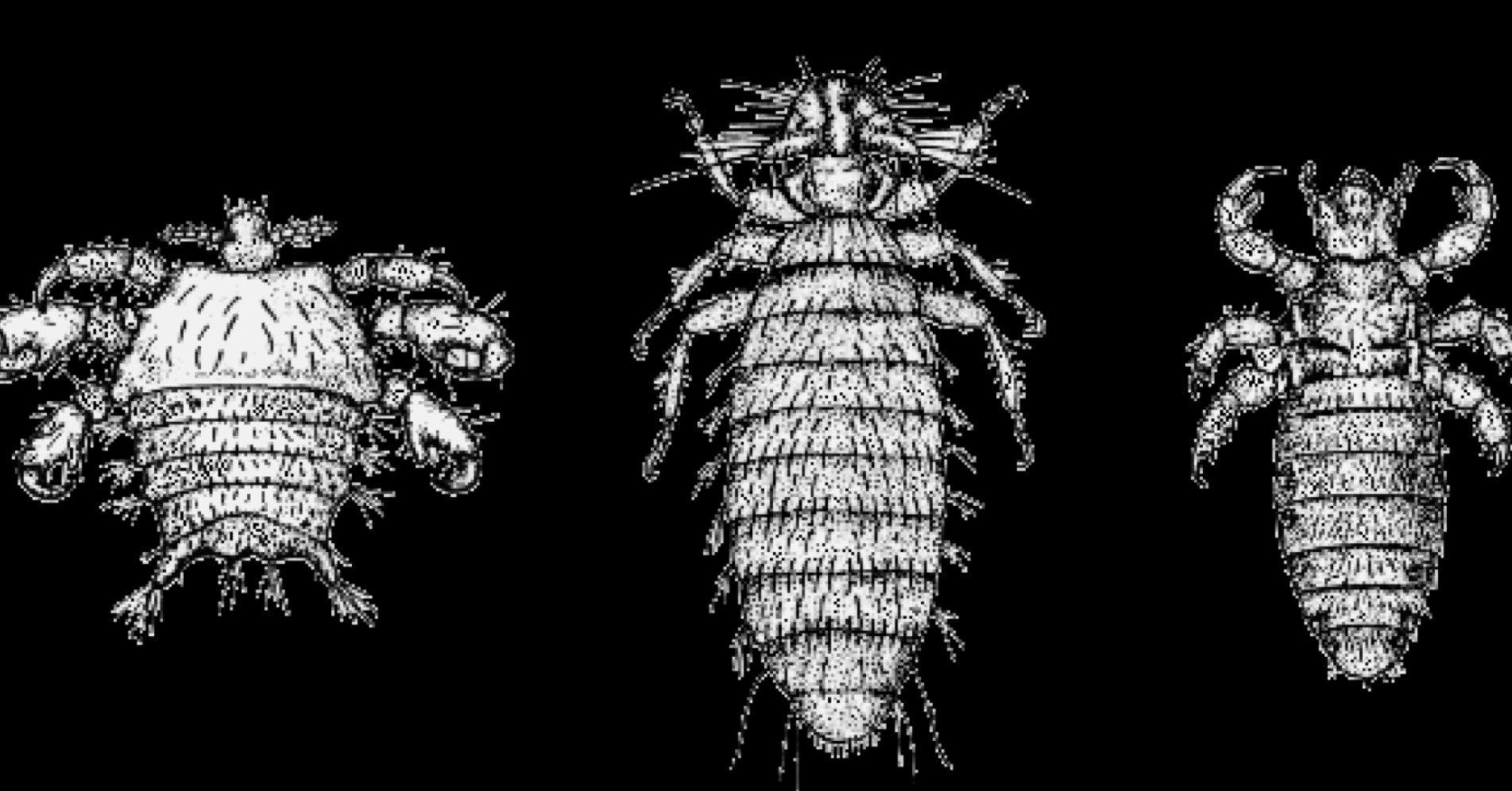 Zoologie Taxa 1. Semester Repetico