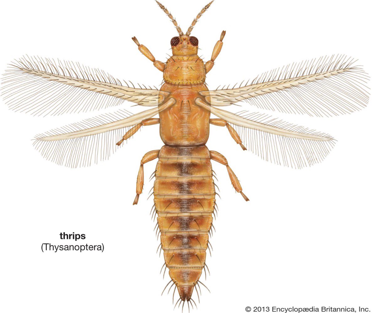  Zoologie Taxa 1. Semester Repetico