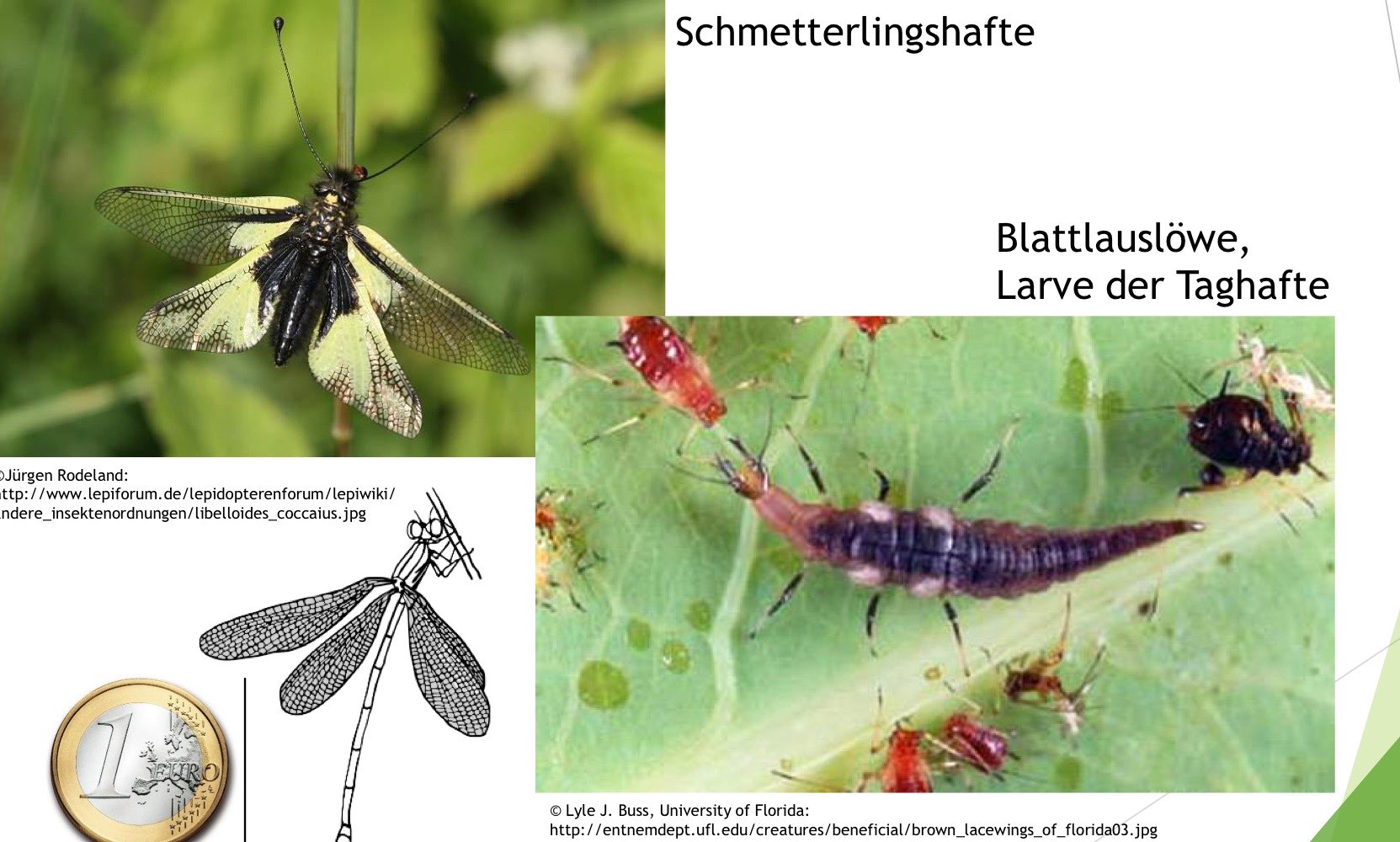  Zoologie Taxa 1. Semester Repetico