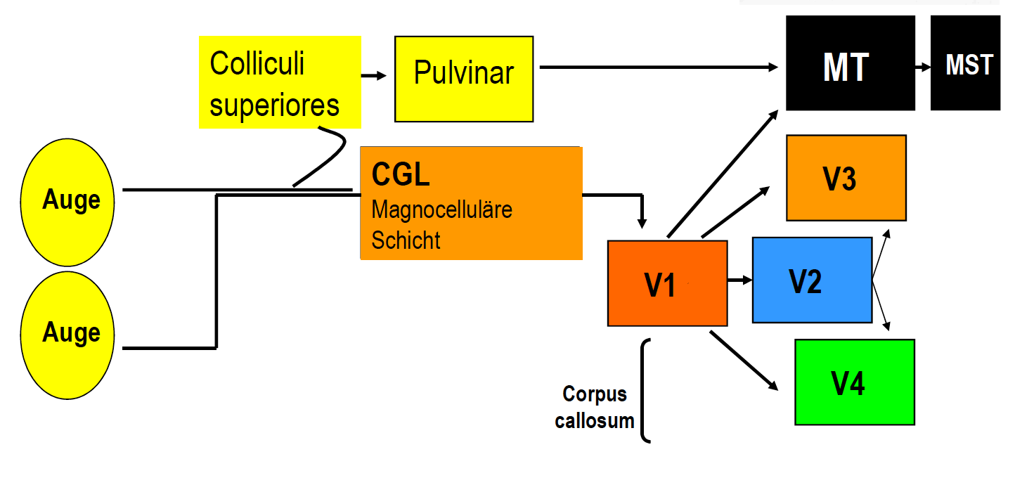 Schema der wichtigsten Hirnrindenstrukturen zur visuellen B…